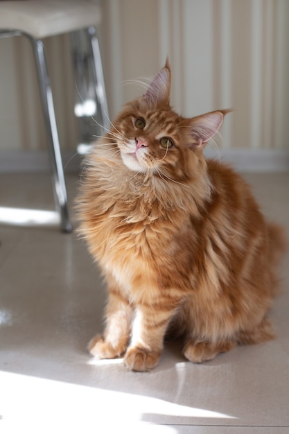 Precioso gatito maine coon jengibre sentado en el suelo