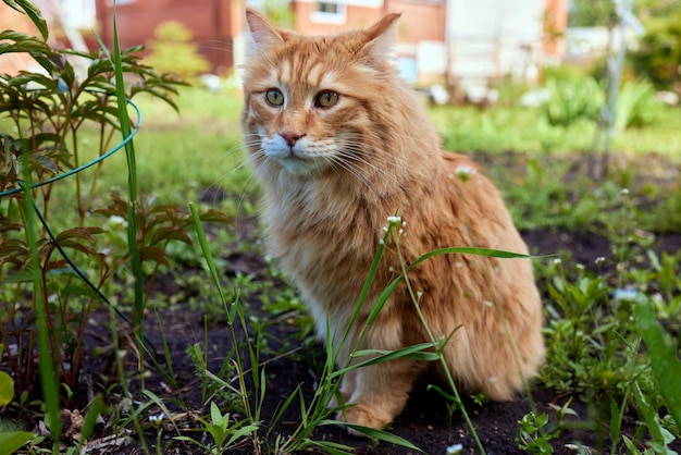 Precioso gatito pelirrojo pura sangre Raza Kurilian Bobtail Raza hipoalergénica de gatos