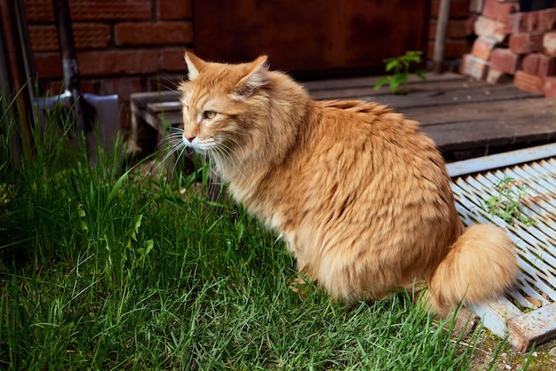 Precioso gatito pelirrojo pura sangre Raza Kurilian Bobtail Raza hipoalergénica de gatos