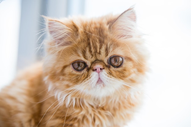 Precioso gatito persa rojo pequeño sobre fondo de ventana blanca