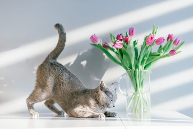 Precioso gatito posando con flores sobre fondo gris