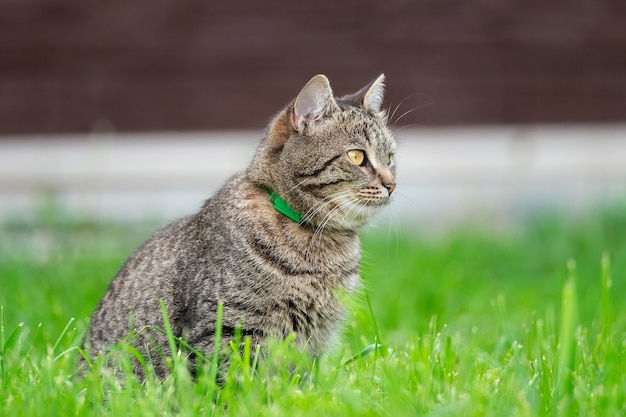 Precioso gatito sentado sobre la hierba verde