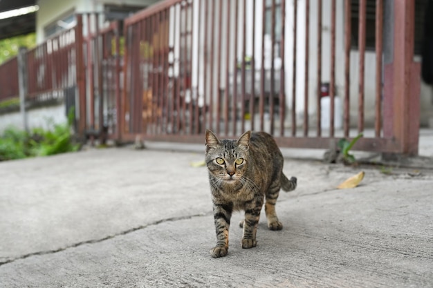 Precioso gato atigrado caminando por la calle en el día de verano