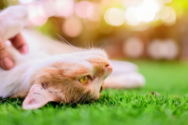 Precioso gato blanco y marrón con bokeh de luz al atardecer y fondo de destello de lente. Linda mascota relajarse en el jardín de su casa.