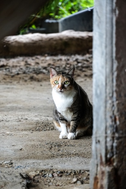 Precioso gato blanco y negro