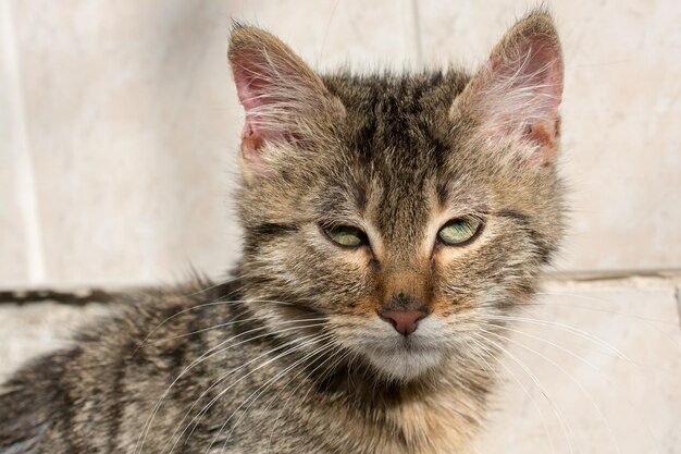 Precioso gato como animal doméstico a la vista