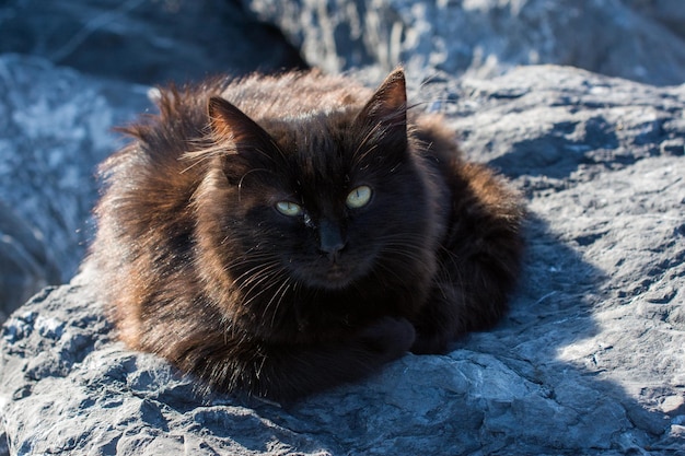 Precioso gato como animal doméstico a la vista