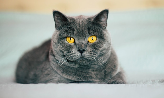 Precioso gato doméstico. Gato británico de pelo corto con expresivos ojos anaranjados mientras está acostado en la cama en la habitación