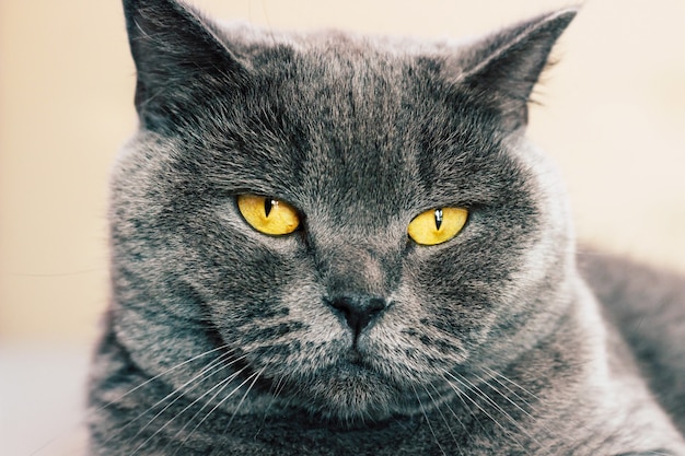 Precioso gato doméstico. Gato británico de pelo corto con expresivos ojos anaranjados mientras está acostado en la cama en la habitación