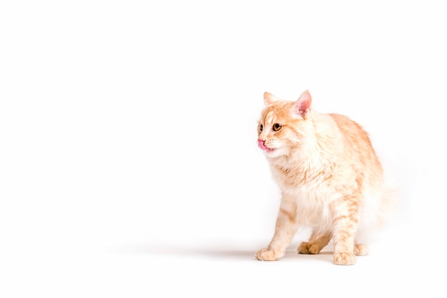 Precioso gato esponjoso sacando la lengua sobre fondo blanco