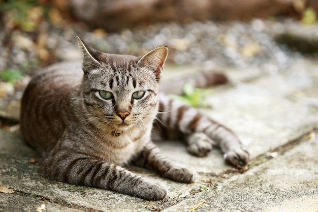 Precioso gato gris sentado al aire libre