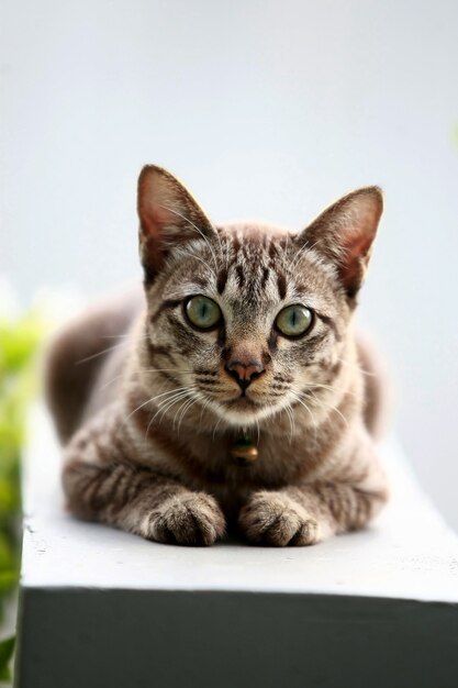 Precioso gato gris sentado al aire libre