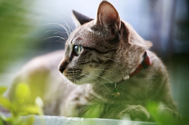 Precioso gato gris sentado al aire libre