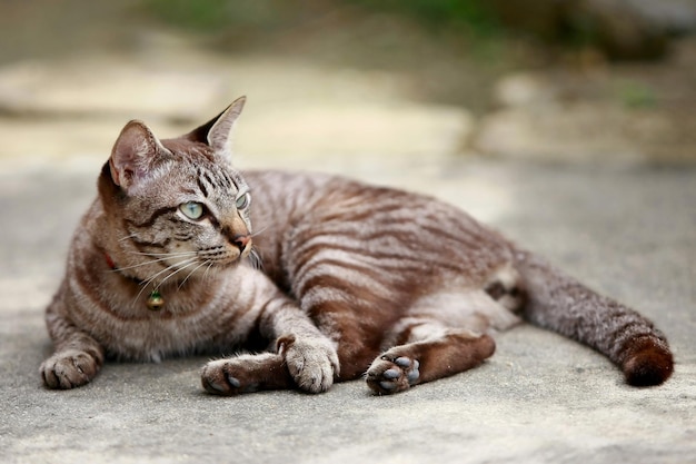 Precioso gato gris sentado al aire libre