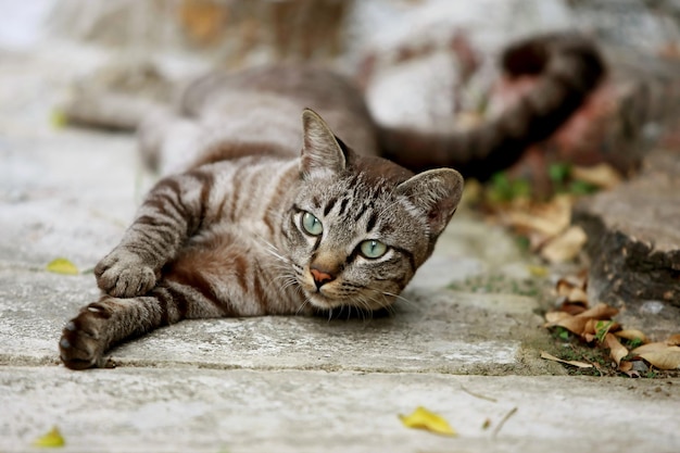 Precioso gato gris sentado al aire libre