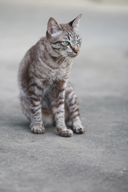 Precioso gato gris sentado al aire libre