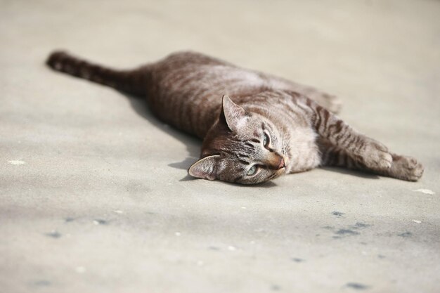 Precioso gato gris sentado al aire libre