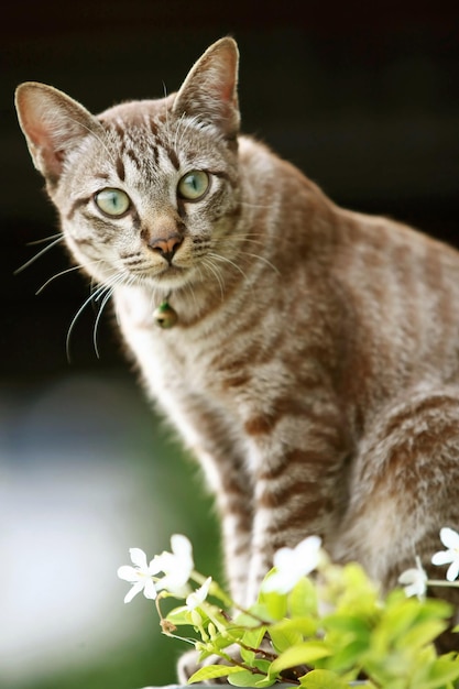 Precioso gato gris sentado al aire libre