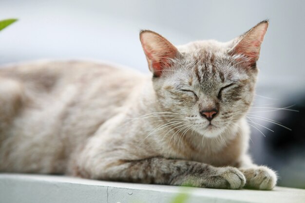 Precioso gato gris sentado al aire libre