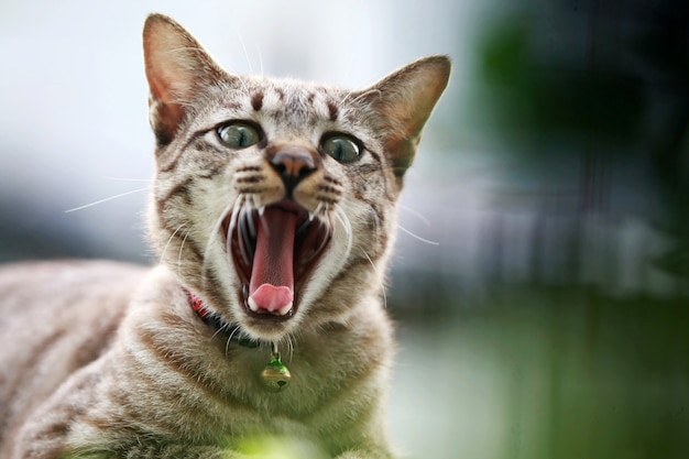 Precioso gato gris sentado al aire libre