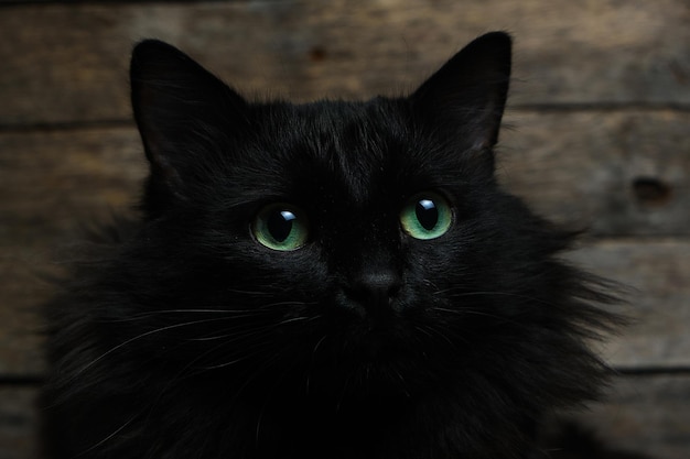 Precioso gato negro de ojos verdes con una mancha blanca y una melena esponjosa. Fondo de madera.