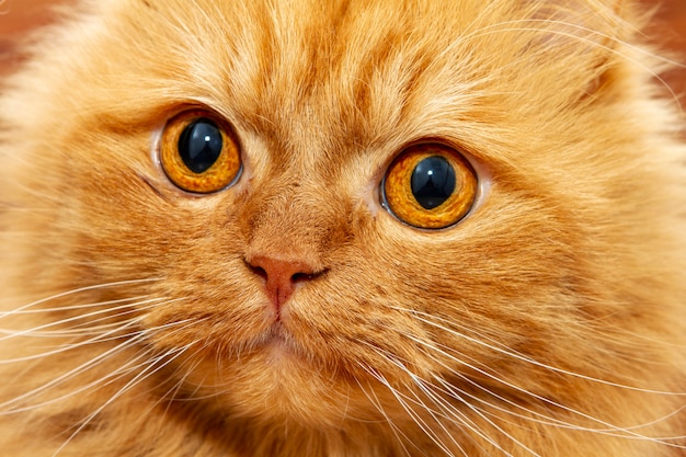 Precioso gato persa naranja con mirada profunda