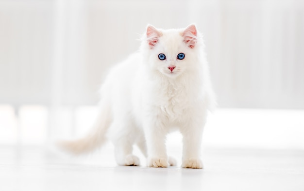 Precioso gato ragdoll blanco esponjoso caminando en una habitación luminosa y mirando hacia atrás con hermosos ojos azules. Adorable mascota felina de pura raza al aire libre