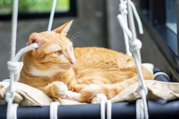 Precioso gato rojo acostado cerca de una ventana, enfoque suave.