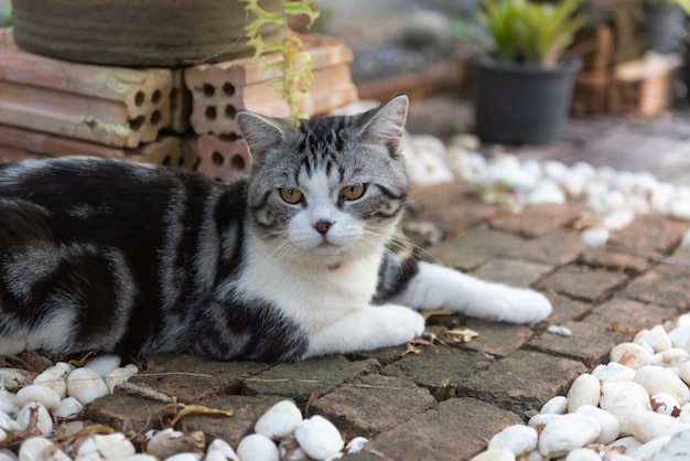 Precioso gato sano con hermosos ojos amarillos en el piso de ladrillo en el jardín