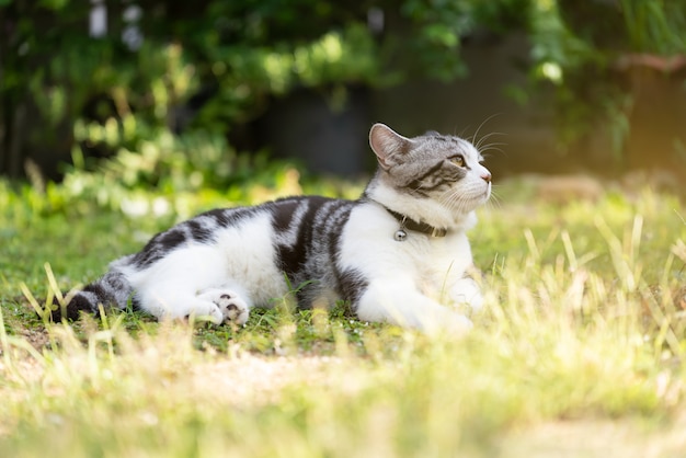 Precioso gato sano