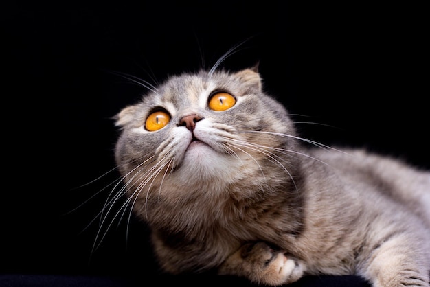 Precioso gato scottish fold azul con ojos dorados sobre fondo negro