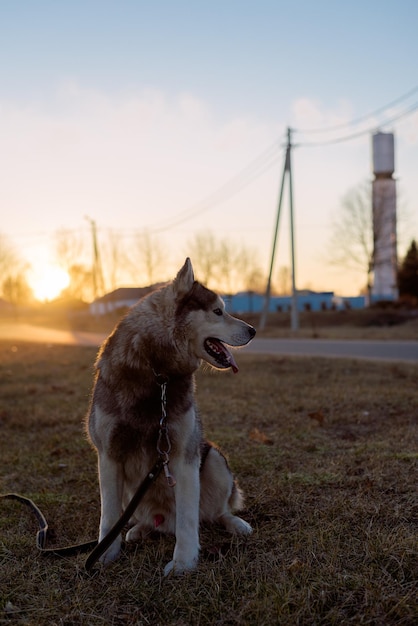 Precioso husky se sienta en un césped de hierba al atardecer