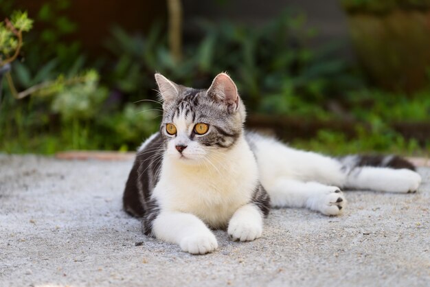 Precioso lindo gatito