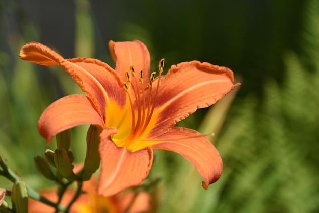 Precioso lirio naranja que florece y florece en el verano.