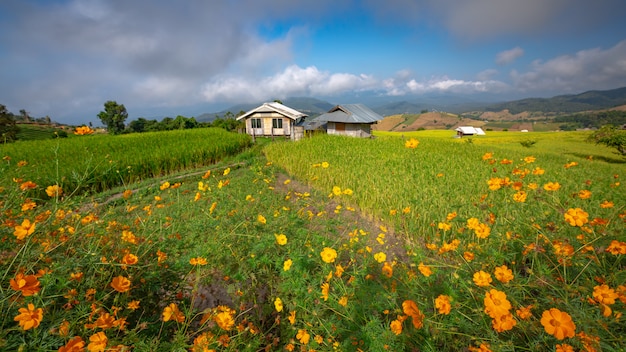 Precioso paisaje. Campos de arroz en el pueblo de Pa Pong Pieng, Mae Chaem, Chiang Mai, Tailandia.