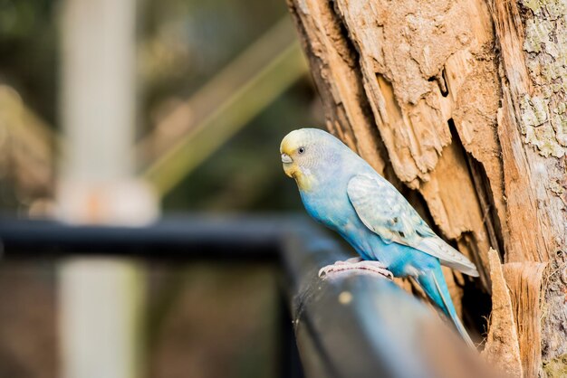 precioso pájaro, animal y mascota en el jardín