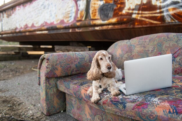 Precioso perro cocker spaniel senior acostado en el viejo sofá frente a la computadora portátil con pared de graffiti de metal oxidado.