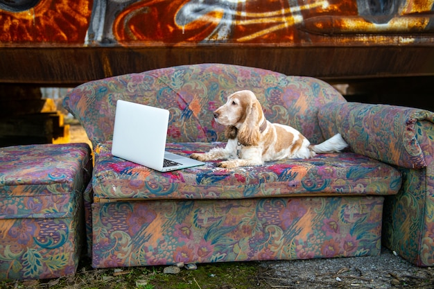 Precioso perro cocker spaniel senior acostado en el viejo sofá frente a la computadora portátil con pared de graffiti de metal oxidado.