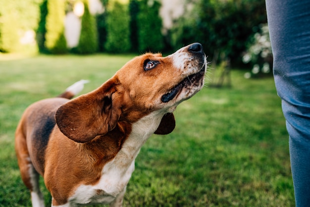 Precioso perro esperando ansiosamente una golosina