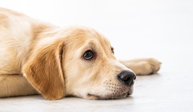 Precioso perro golden retriever