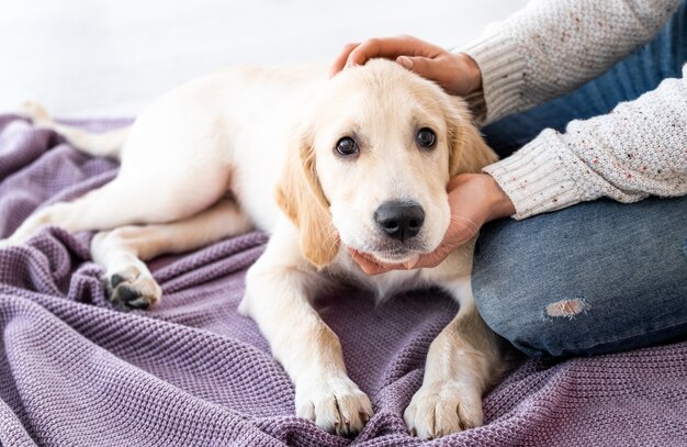 Precioso perro joven en casa