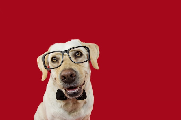 Foto precioso perro labrador con gafas y corbata negra.