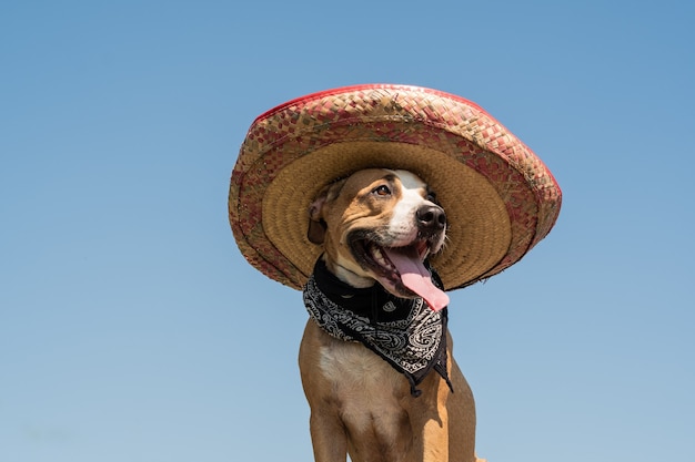 Precioso perro con sombrero mexicano como un bandido de gángster al estilo occidental. Staffordshire terrier gracioso lindo vestido con sombrero sombrero como símbolo festivo de méxico o para halloween
