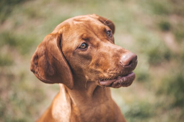 Precioso retrato de perro marrón mixto