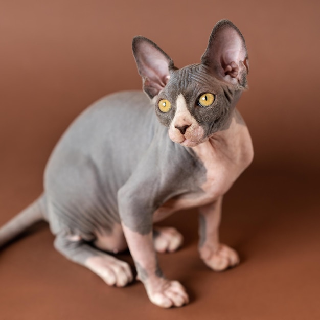 Precioso sphynx canadiense de color azul y blanco cuatro meses retrato de gatito macho sentado en br ...