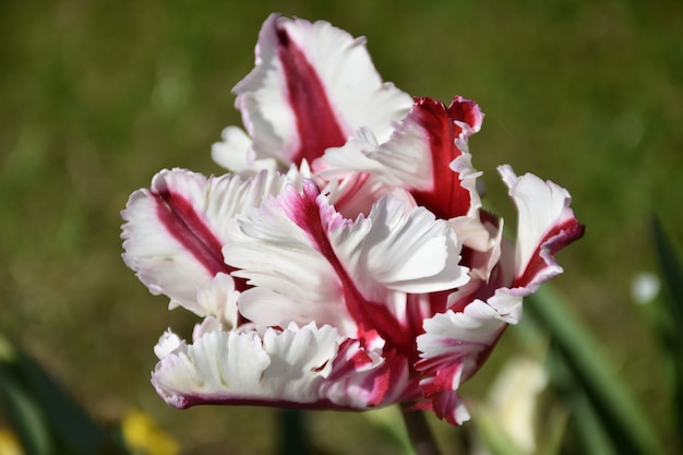 Precioso tulipán loro rayado rojo y blanco en flor.