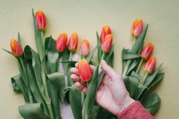 Preciosos tulipanes rojos en una mano de mujer mujer europea floristería prepara un ramo de tulipanes para un