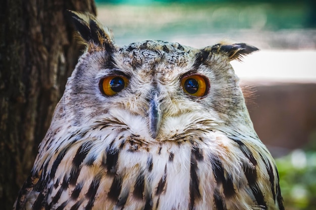 predador, linda coruja com olhos intensos e bela plumagem