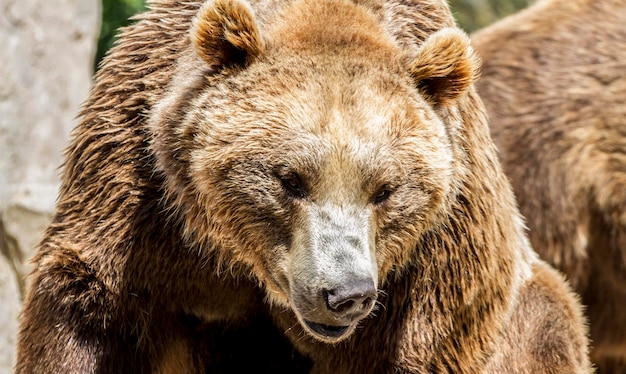 Predador, urso pardo bonito e peludo, mamífero