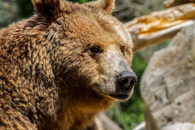 Predador, urso pardo bonito e peludo, mamífero